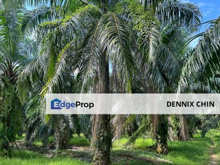 Freehold Oil Palm Three at Jeram, Kuala Selangor, Selangor, Jeram