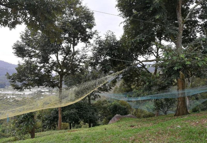 9.63acres Musang King Farm with Clear River