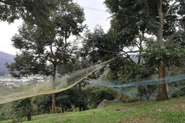 9.63acres Musang King Farm with Clear River