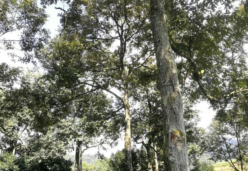 9.63acres Musang King Farm with Clear River