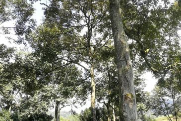 9.63acres Musang King Farm with Clear River