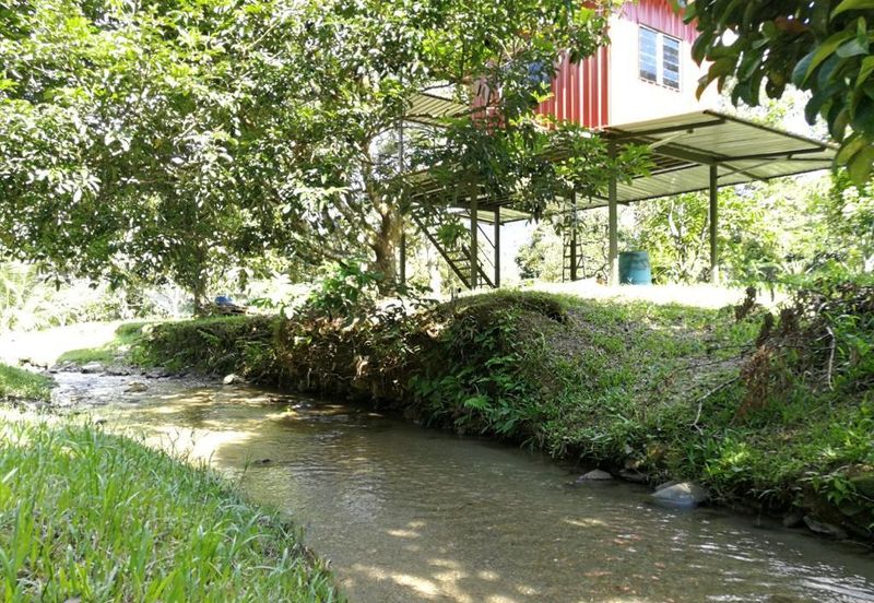 9.63acres Musang King Farm with Clear River