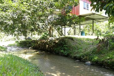 9.63acres Musang King Farm with Clear River