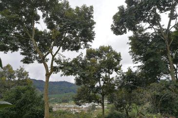 9.63acres Musang King Farm with Clear River
