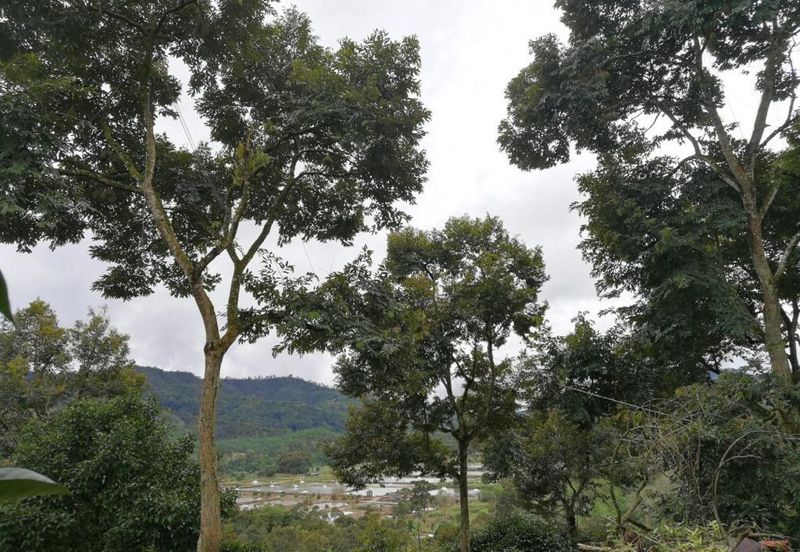 9.63acres Musang King Farm with Clear River