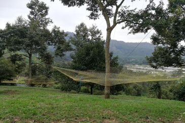 9.63acres Musang King Farm with Clear River