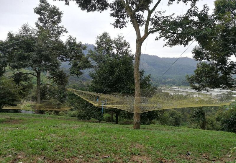 9.63acres Musang King Farm with Clear River