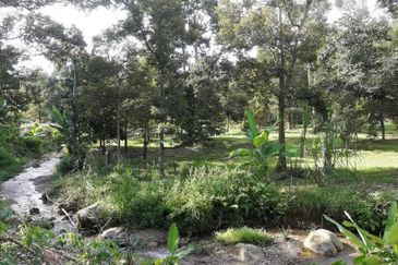 9.63acres Musang King Farm with Clear River