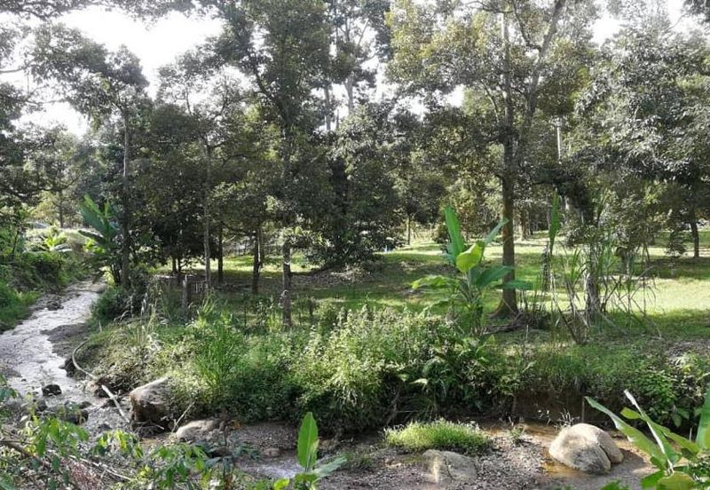 9.63acres Musang King Farm with Clear River