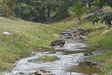 9.63acres Musang King Farm with Clear River