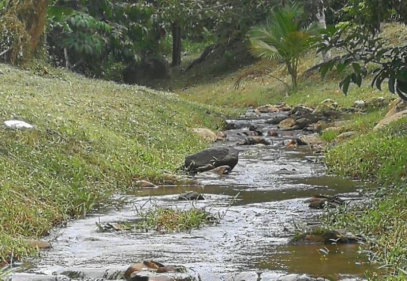 9.63acres Musang King Farm with Clear River