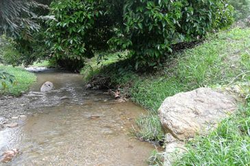 9.63acres Musang King Farm with Clear River