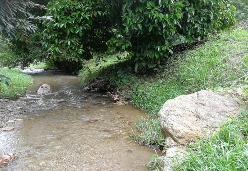 9.63acres Musang King Farm with Clear River