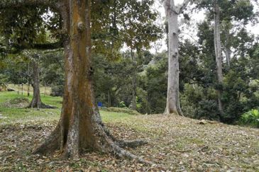 9.63acres Musang King Farm with Clear River