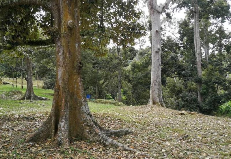 9.63acres Musang King Farm with Clear River