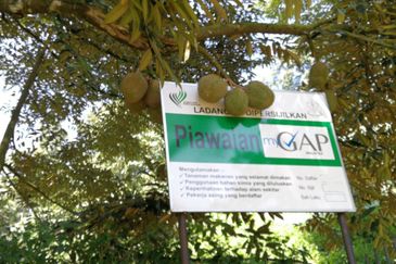 9.63acres Musang King Farm with Clear River