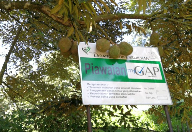 9.63acres Musang King Farm with Clear River