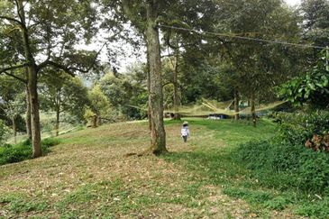 9.63acres Musang King Farm with Clear River