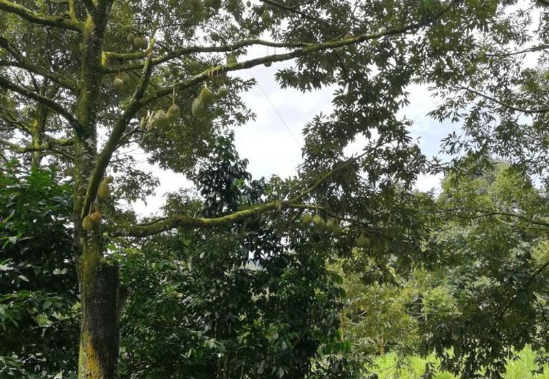 9.63acres Musang King Farm with Clear River