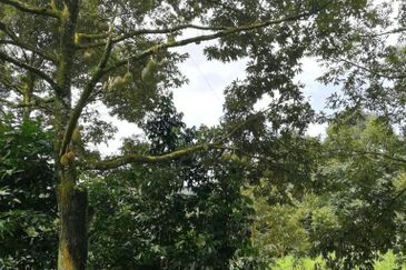 9.63acres Musang King Farm with Clear River