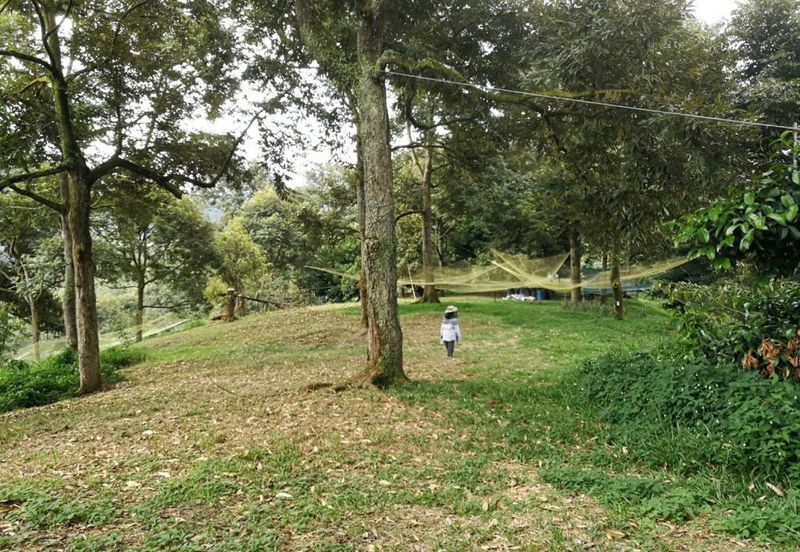 9.63acres Musang King Farm with Clear River