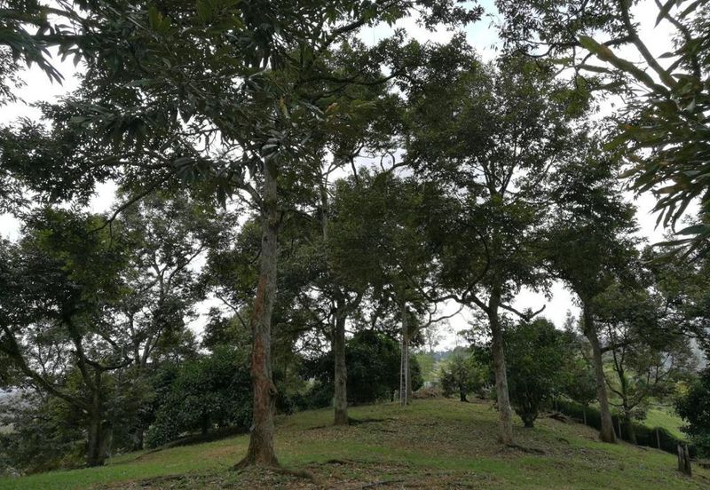 9.63acres Musang King Farm with Clear River