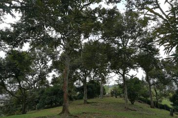 9.63acres Musang King Farm with Clear River