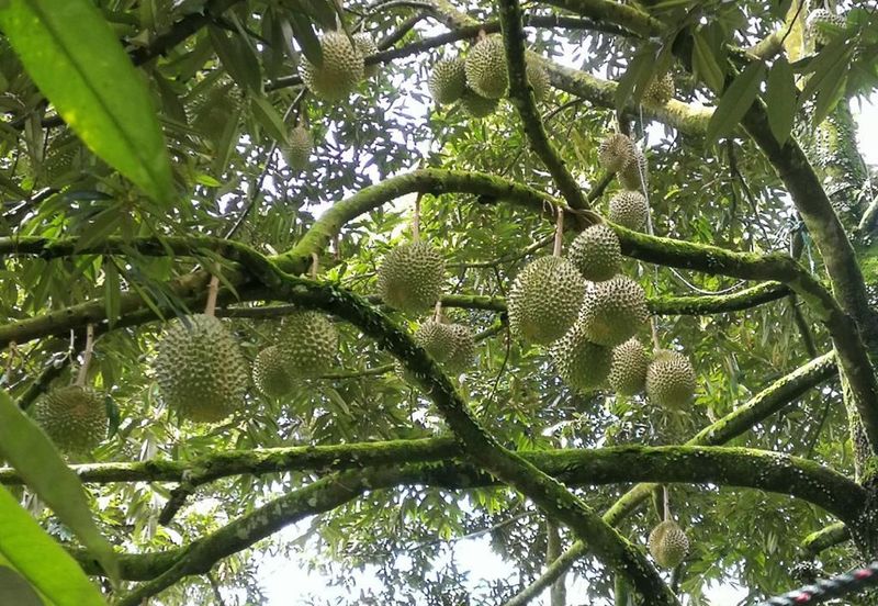 9.63acres Musang King Farm with Clear River