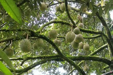 9.63acres Musang King Farm with Clear River