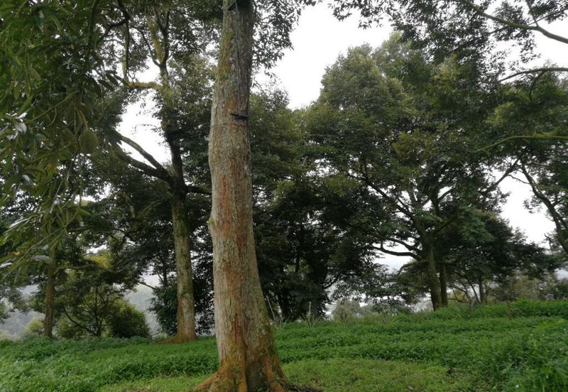 9.63acres Musang King Farm with Clear River