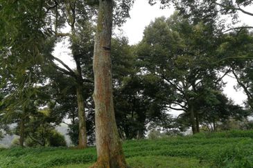 9.63acres Musang King Farm with Clear River