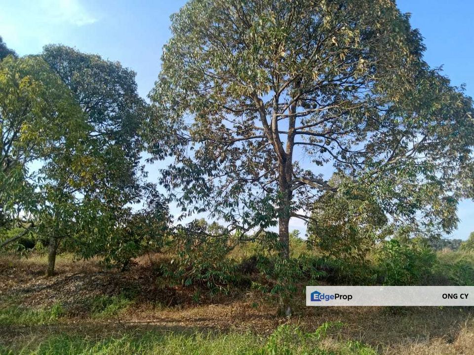 33.5 acres Durian Farm Negeri Sembilan, Negeri Sembilan, Jelebu