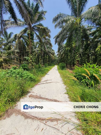 Langkap Flat Agriculture Land For Sale , Perak, Hilir Perak