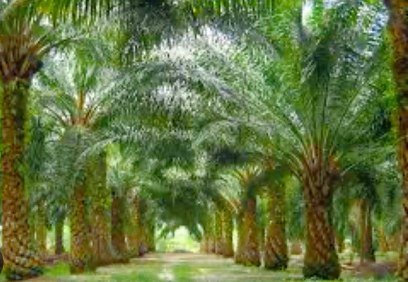 Gopeng Agriculture Land for Sale 