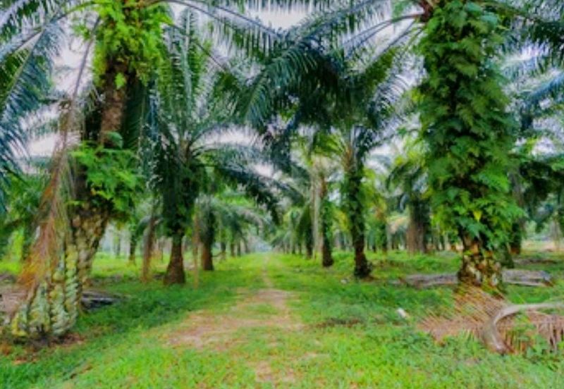 Gopeng Agriculture Land for Sale 