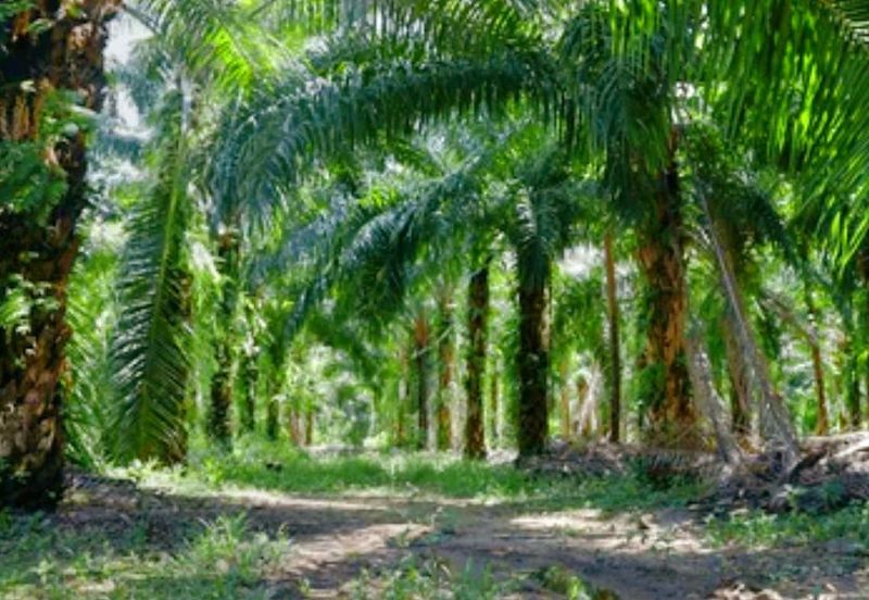 Gopeng Agriculture Land for Sale 