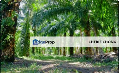 Gopeng Agriculture Land for Sale , Perak, Kampar