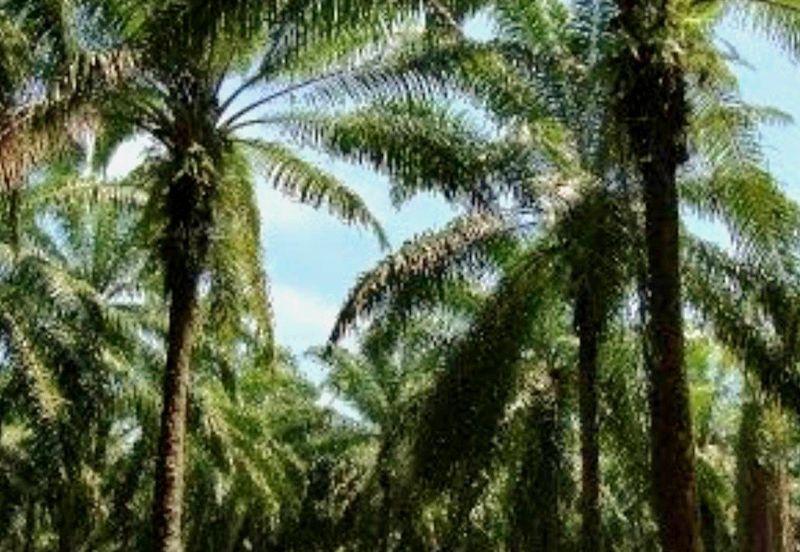 Gopeng Agriculture Land for Sale 