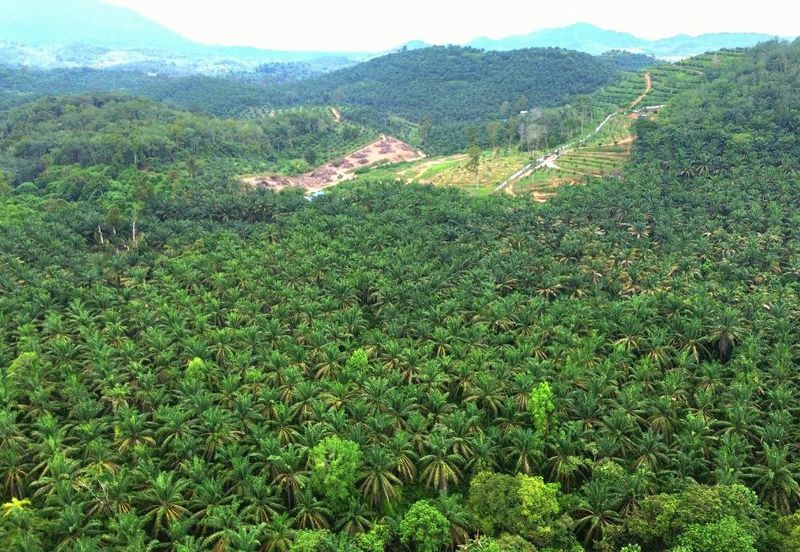 Slim Village Nice Agriculture Land for Sale 