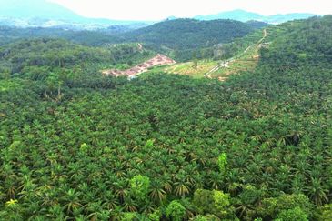 Slim Village Nice Agriculture Land for Sale 