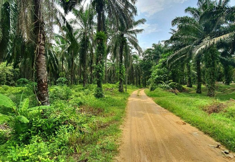 Slim Village Nice Agriculture Land for Sale 