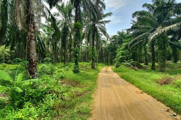 Slim Village Nice Agriculture Land for Sale 