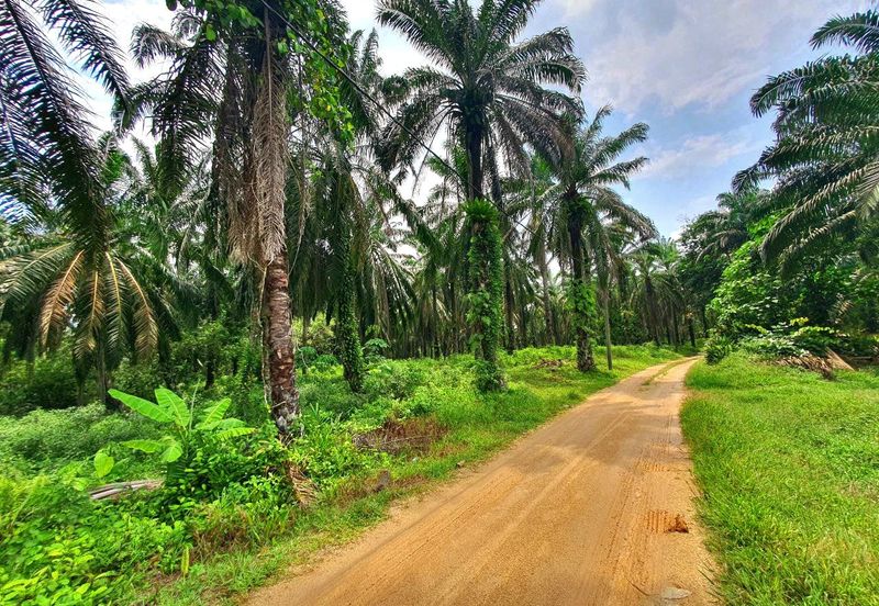 Slim Village Nice Agriculture Land for Sale 