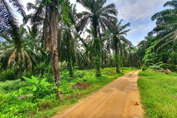 Slim Village Nice Agriculture Land for Sale 