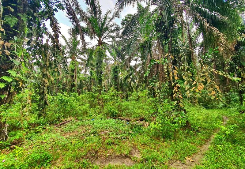 Slim Village Nice Agriculture Land for Sale 