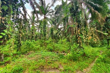 Slim Village Nice Agriculture Land for Sale 