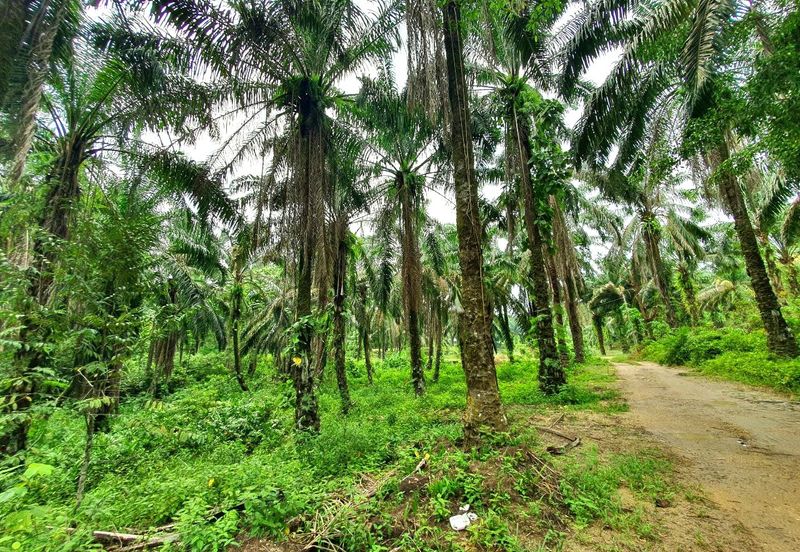 Slim Village Nice Agriculture Land for Sale 