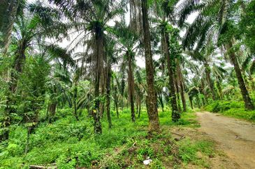 Slim Village Nice Agriculture Land for Sale 