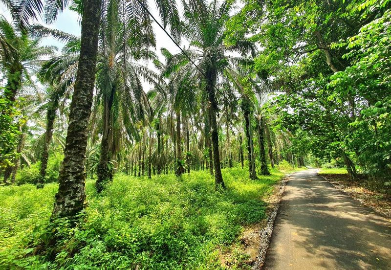 Slim Village Nice Agriculture Land for Sale 