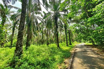 Slim Village Nice Agriculture Land for Sale 